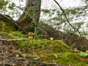 Porcupine Mountains 2014