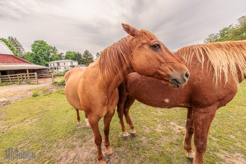 Red-Horse-Center-Fennville-2024-34