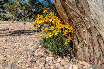 Route66-National-Parks-and-Monuments-117