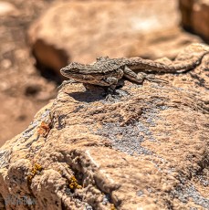 Route66-National-Parks-and-Monuments-98
