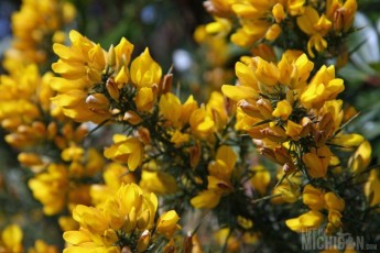 Yellow flowers at Dunvegan