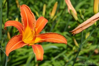 Tiger Lilly in the sun