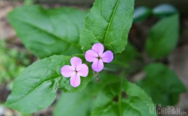 Cute little Purple flowers