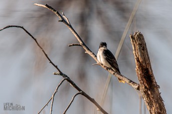 Tawas-Point-State-Park-39-2