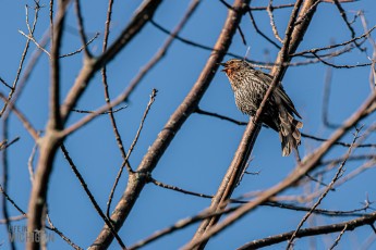 Tawas-Point-State-Park-40-2
