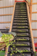 TopHopsFarm-Harvest-2023-10