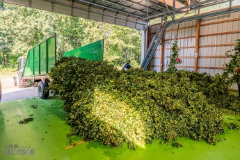 TopHopsFarm-Harvest-2023-14