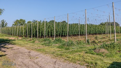 TopHopsFarm-Harvest-2023-16