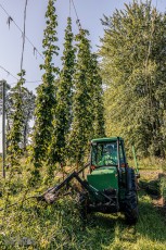 TopHopsFarm-Harvest-2023-17