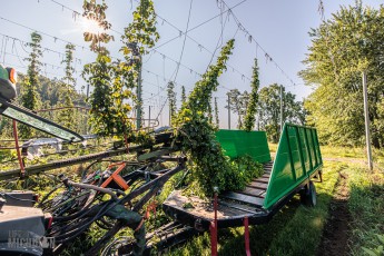 TopHopsFarm-Harvest-2023-19