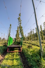 TopHopsFarm-Harvest-2023-21