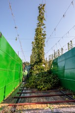 TopHopsFarm-Harvest-2023-22