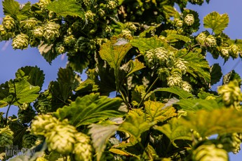 TopHopsFarm-Harvest-2023-23