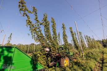 TopHopsFarm-Harvest-2023-24