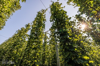 TopHopsFarm-Harvest-2023-26