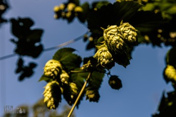 TopHopsFarm-Harvest-2023-27