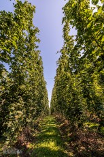 TopHopsFarm-Harvest-2023-28