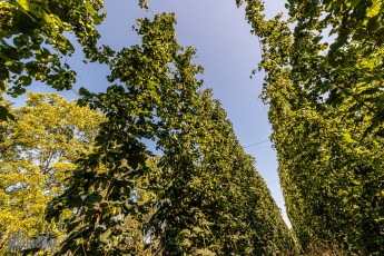 TopHopsFarm-Harvest-2023-29