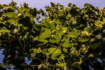 TopHopsFarm-Harvest-2023-30