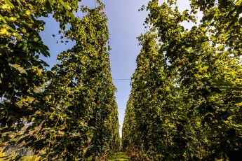 TopHopsFarm-Harvest-2023-31