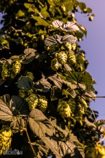 TopHopsFarm-Harvest-2023-32