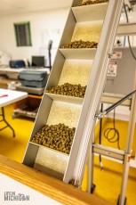 TopHopsFarm-Harvest-2023-35