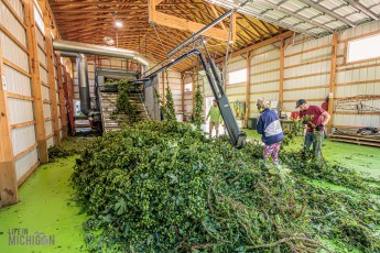 TopHopsFarm-Harvest-2023-4