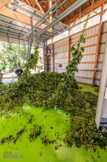 TopHopsFarm-Harvest-2023-6