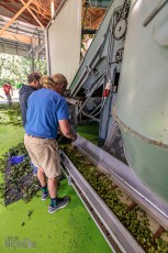 TopHopsFarm-Harvest-2023-7