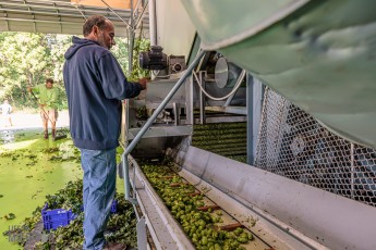 TopHopsFarm-Harvest-2023-8