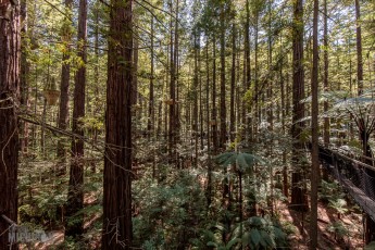 Travel-Ideas-North-Island-New-Zealand-40