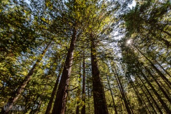 Travel-Ideas-North-Island-New-Zealand-41