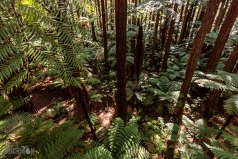 Travel-Ideas-North-Island-New-Zealand-43