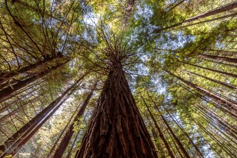 Travel-Ideas-North-Island-New-Zealand-52