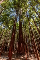 Travel-Ideas-North-Island-New-Zealand-53