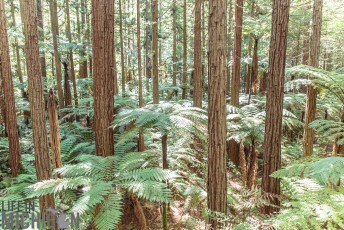 Travel-Ideas-North-Island-New-Zealand-74