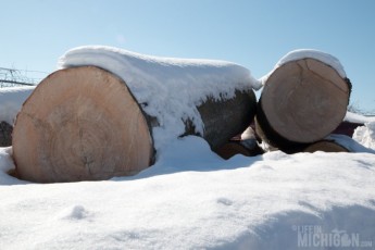 Raw trees awaiting processing