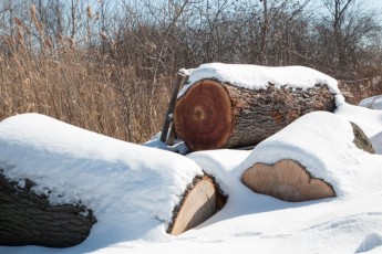 Cherry wood waiting for processing