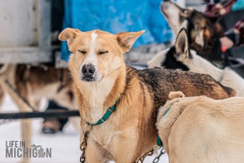 UP 200 Dog Sled Race 2026