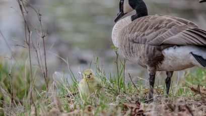 Kensington-Metropark-Wildlife-10