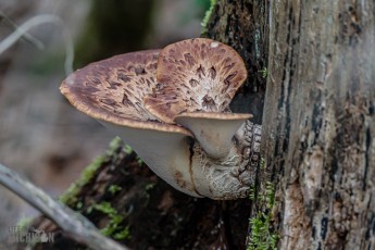 Kensington-Metropark-Wildlife-16