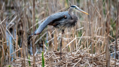 Kensington-Metropark-Wildlife-2