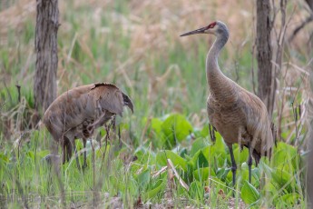 Kensington-Metropark-Wildlife-20
