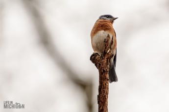 Kensington-Metropark-Wildlife-24