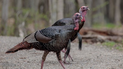 Kensington-Metropark-Wildlife-26