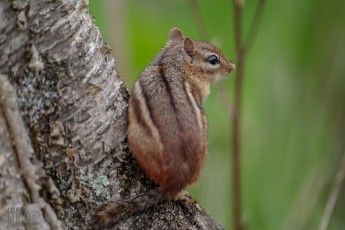 Kensington-Metropark-Wildlife-29