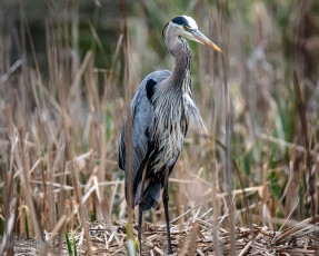 Kensington-Metropark-Wildlife-3