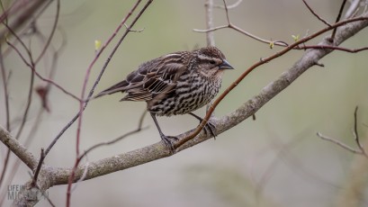 Kensington-Metropark-Wildlife-30