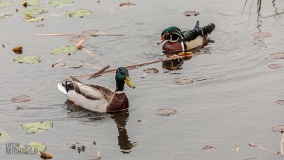 Kensington-Metropark-Wildlife-32