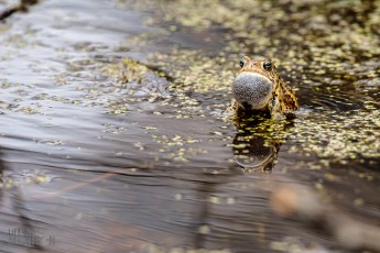 Kensington-Metropark-Wildlife-33